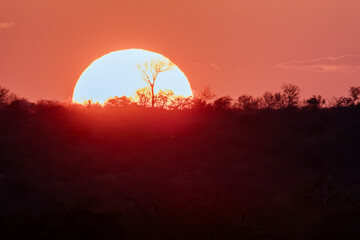 Warm sunset paints the sky above the savannah with vibrant colors of the Kruger National Park