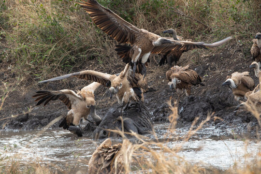 Vultures feast and interact near a muddy waterhole in South Africa