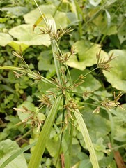 dragonfly on a flower