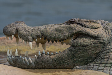 Close-up view of a Marsh Crocodile resting on a rocky island