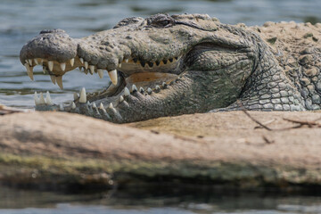 Close-up view of a Marsh Crocodile resting on a rocky island