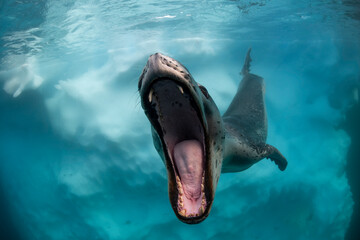 Leopard seal and iceberg, Port Lockroy, Antarctica. © wildestanimal