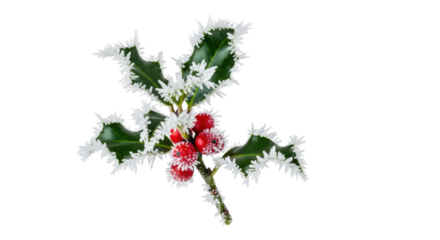 Elegant holly sprig with red berries and hoarfrost on a transparent background with copy space minimalist christmas celebration concept