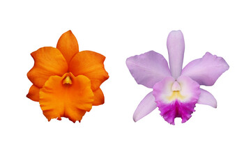 Close-up of a beautiful purple and orange Cattleya orchid in Thailand isolated on a transparent background png file.