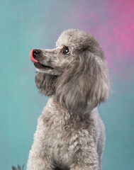 A close-up of a standard poodle shows off its elegant features, set against a soft, colorful backdrop. The dog's fluffy coat and poised expression exude sophistication and charm.