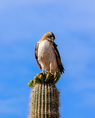 Red-tailed hawk (Buteo jamaicensis) perched on a saguaro cactus in Arizona's Sonoran desert. Also called chickenhawk. Blue sky in background. 
