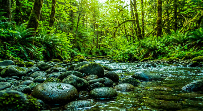 Lush Green Forest Stream with Mossy Rocks and Flowing Water - Powered by Adobe