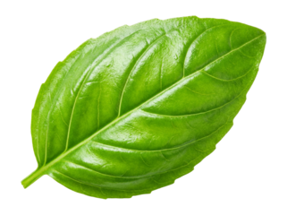 A Single Vibrant Green Basil Leaf Isolated on White. isolated on transparent background