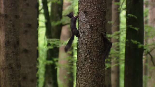 Two squirrels chasing each other on a tree trunk
