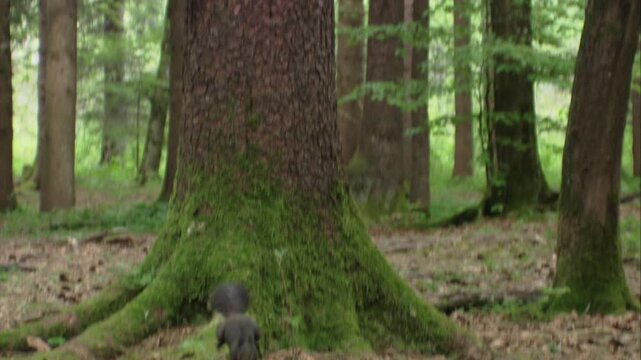 Two squirrels chasing each other on a tree trunk