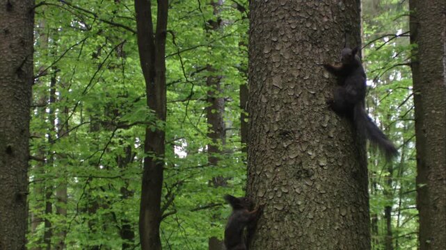 Two squirrels chasing each other on a tree trunk