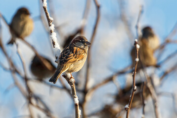 A bird is sitting on a branch covered in snow