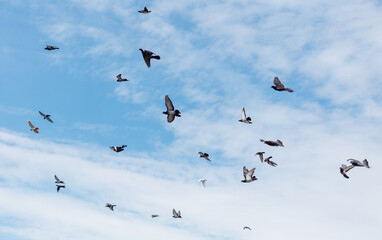 A flock of birds flying in the sky