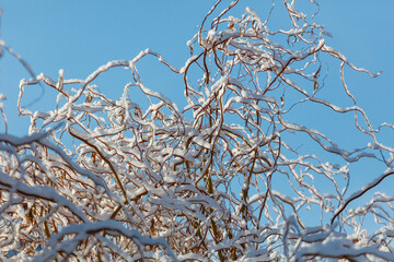 A tree covered in snow