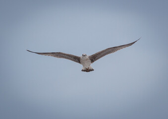 A bird with a white head and gray body is flying in the sky