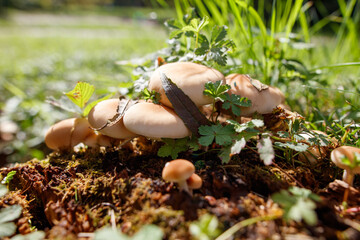 Obraz premium A group of mushrooms are growing on a log