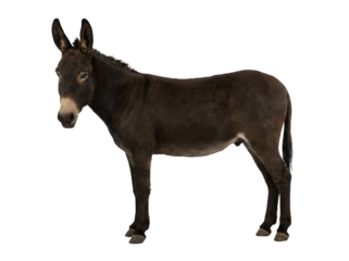 A small donkey standing in a natural pose with a transparent background, showcasing its dark brown coat and gentle expression