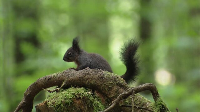 squirrel resting on a tree stump with passing walkers in the background