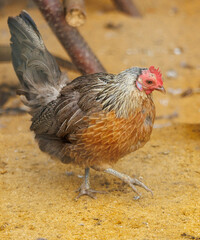 A chicken is walking on the sand