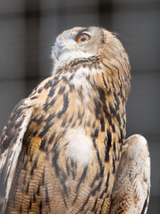 A brown owl with yellow eyes