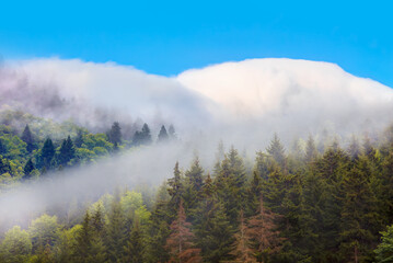 Panoramic view of Savsat highlands on a beautiful autumn day  -  Autumn colorful landscape with colorful tree with snowy mountains - Şavşat,  Artvin
