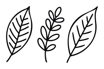 Fototapeta premium Simple black line drawings of three botanical elements, including two oval leaves and a sprig with multiple small oval leaves, perfect for graphic overlays or naturethemed compositions