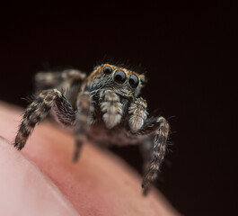 Close-up of a jumping spider on human skin, showcasing its eyes and fur texture