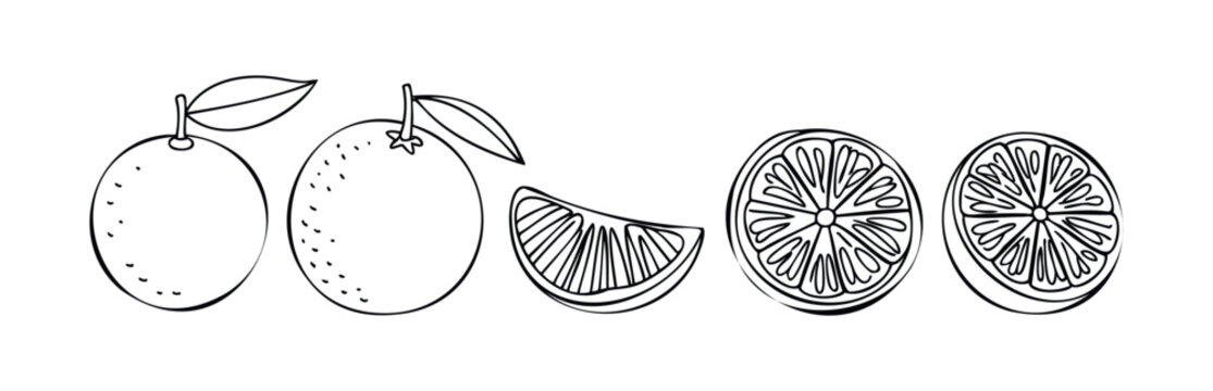 Line drawing of whole oranges with leaves and citrus fruit slices, perfect for use in foodrelated media, healthy eating promotions, and summer recipe collections