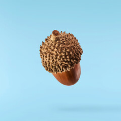 Dried Acorn falling in the air isolated on blue background