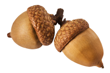 Dried Acorn isolated on white background