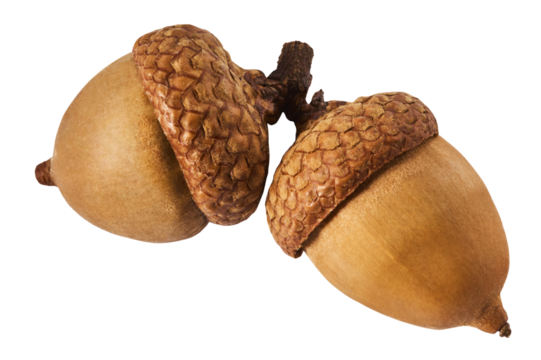 Dried Acorn isolated on white background - Powered by Adobe