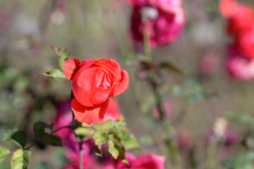 Vibrant Red Roses in a Summer Garden