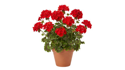 A vibrant potted plant with lush green leaves and bright red flowers in a simple terracotta container