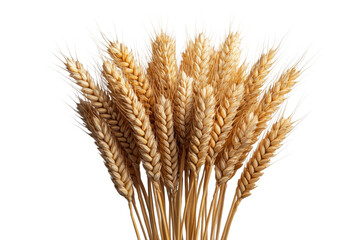 Golden Wheat Stalks in Dramatic Composition Harvest Grain Bounty and Cereal Crop Closeup on Black