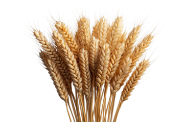 Golden Wheat Stalks in Dramatic Composition Harvest Grain Bounty and Cereal Crop Closeup on Black
