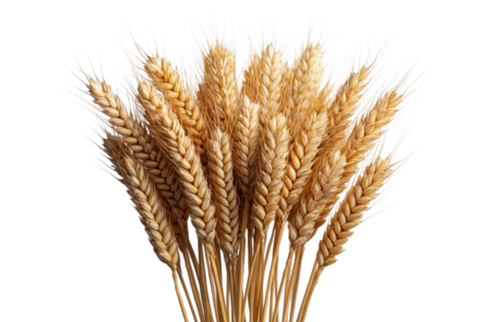 Golden Wheat Stalks in Dramatic Composition Harvest Grain Bounty and Cereal Crop Closeup on Black