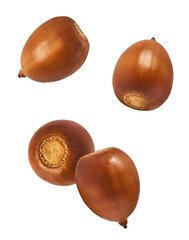 Dried Acorn falling in the air isolated on white background