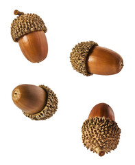 Dried Acorn falling in the air isolated on white background © Agave Studio