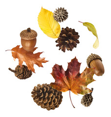 Autumn background conception. Pine cones, acorn and dry leaves falling in the air isolated on white background © Agave Studio