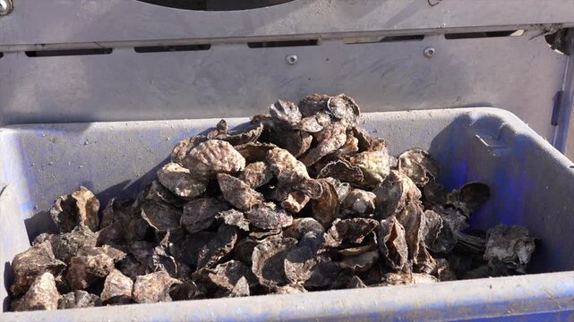Close up of container catching larger sized Sydney rock oysters after being sorted on a commercial farm, New South Wales, Australia