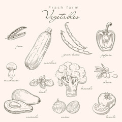 Hand-drawn vegetable set in classic engraving style featuring zucchini, beans, peas, avocado, broccoli, pepper, mushroom, basil, onion, tomatoes and olives in soft vintage tones.