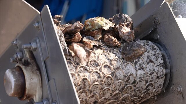 The top of a conveyor belt that delivers sydney rock oysters to the sorting machine, New South Wales, Australia