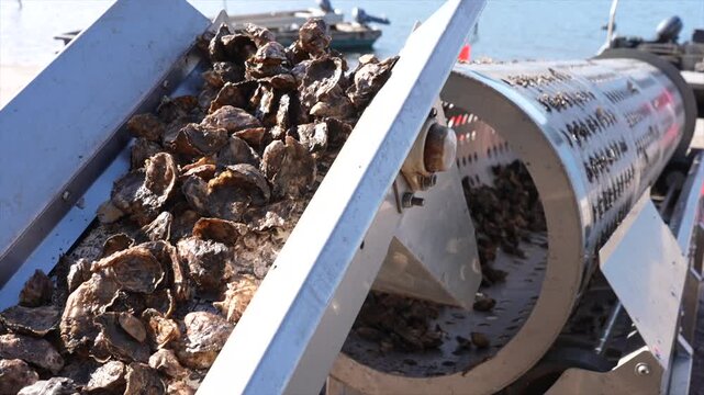 Hundreds of Sydney Rock oysters passing up a conveyor belt to the spinning sorting machine, New South Wales, Australia
