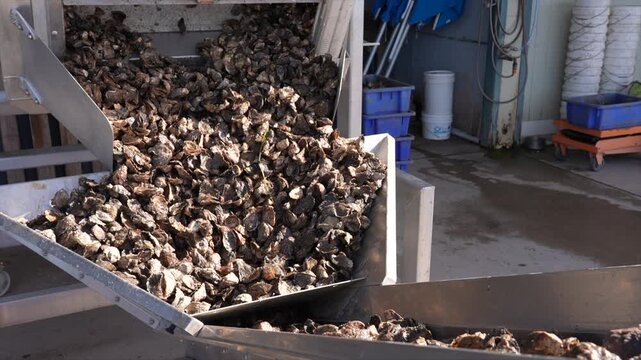 Large number of Sydney rock oysters filtering onto the conveyor belt to the sorting machine, New South Wales, Australia