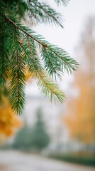 Close-up of pine tree branch with seasonal colors and bokeh background for nature design