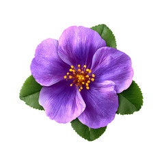 Elegant Purple Flower and Leaves on White Background