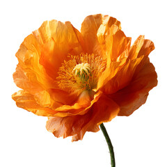 Vibrant Orange Poppy Flower Blooming Isolated on White Background
