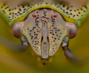Extreme close-up of a detailed green insect face with striking red eyes on a blurred yellow...