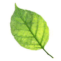 Detailed Green Leaf Isolated Studio Showcase