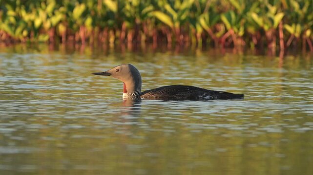 Slow motion closeup of red throated diver gliding across calm water in warm sunset with soft blurred background